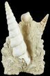 Fossil Gastropod (Haustator) Cluster - Damery, France #62520-1